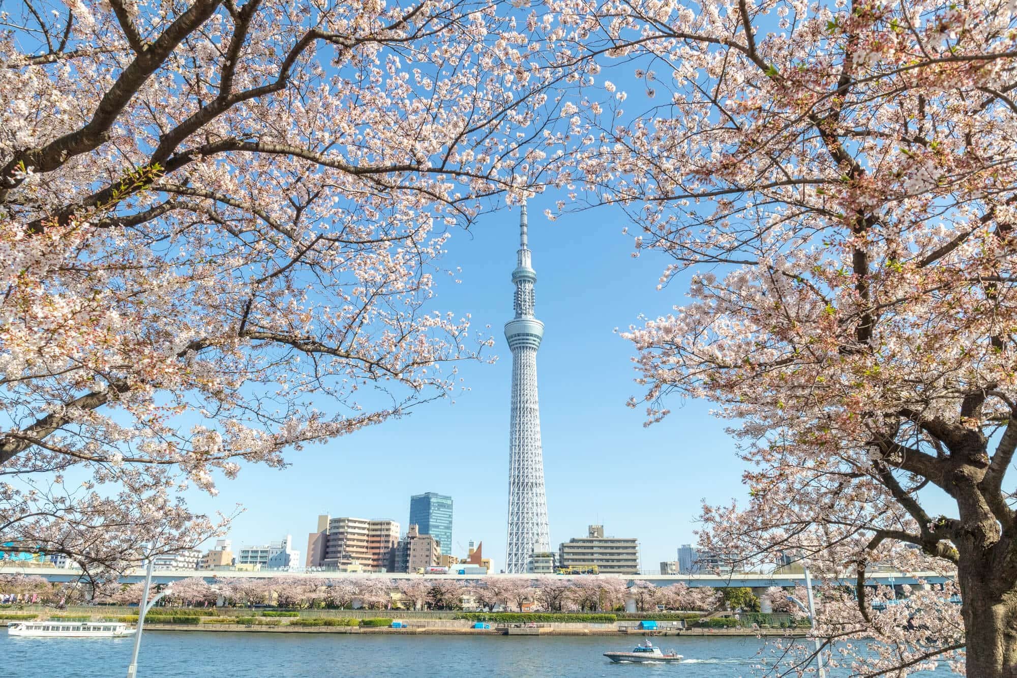 TOKYO – NÚI PHÚ SĨ - YOKOHAMA - TOKYO